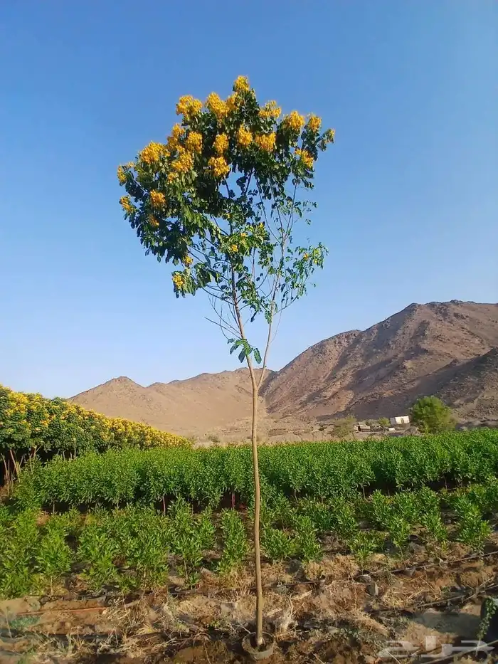 مشاتل الدمام للتنسيق الحدائق قمه في الابداع 3