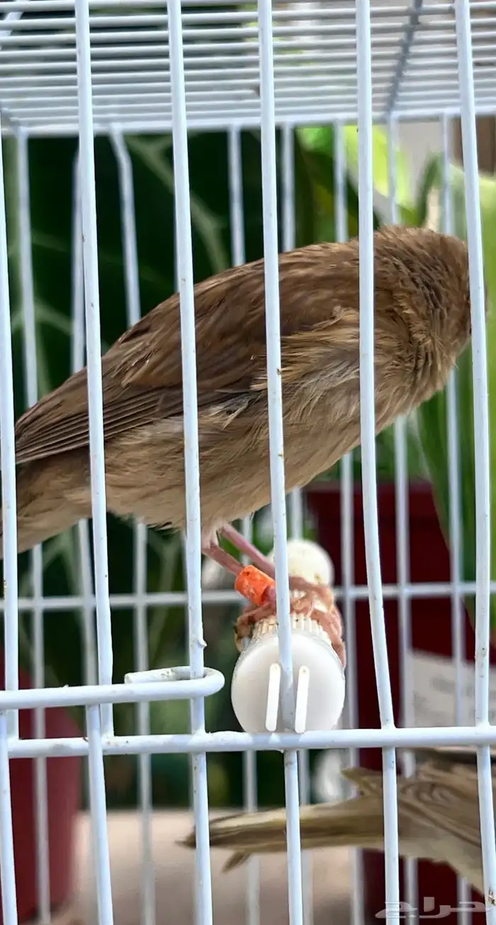 4 فروخ كناري ( تم البيع ) 1