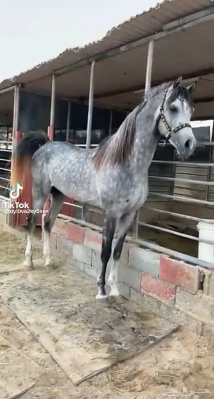 فرس شعبية جميلة فاخرة تبارك الرحمان 11