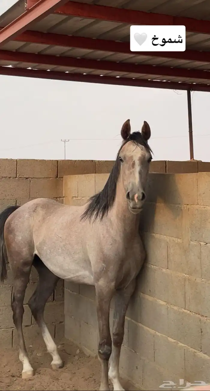 مهره شعبيه 0