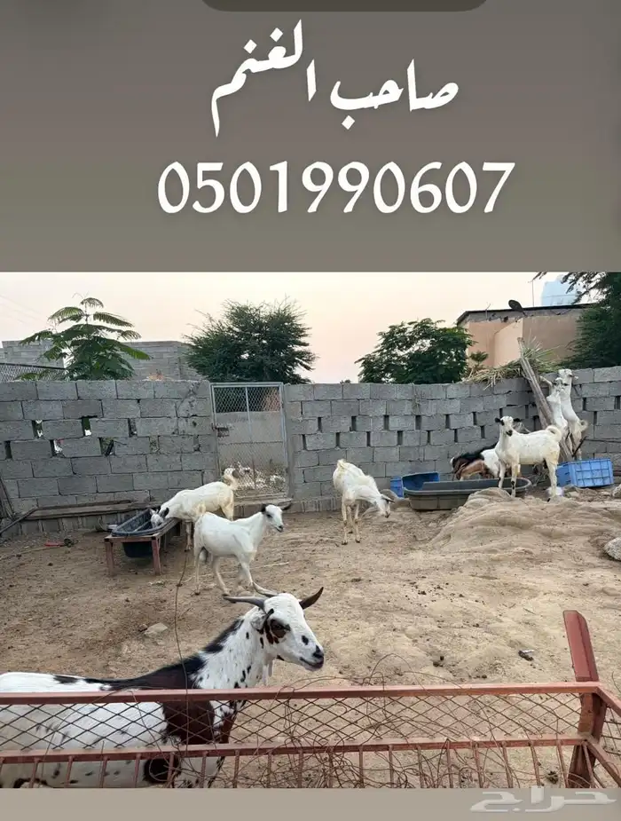 تيوس بلدي ببيع العدد 10 التواصل 0