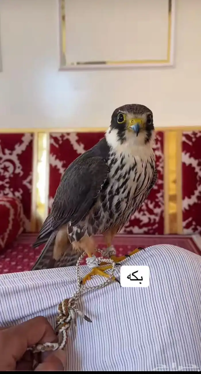 ((مطلوب)) بكه بسعر معقول المجمعه او الرياض او الزلفي 0