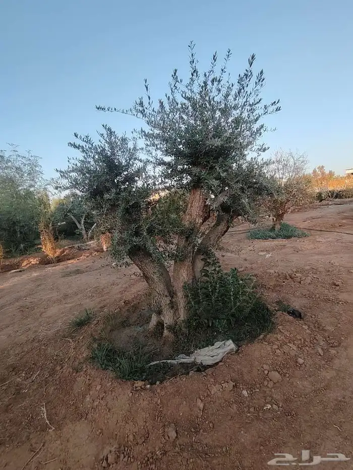 زيتون معمر لتوصل علا 3