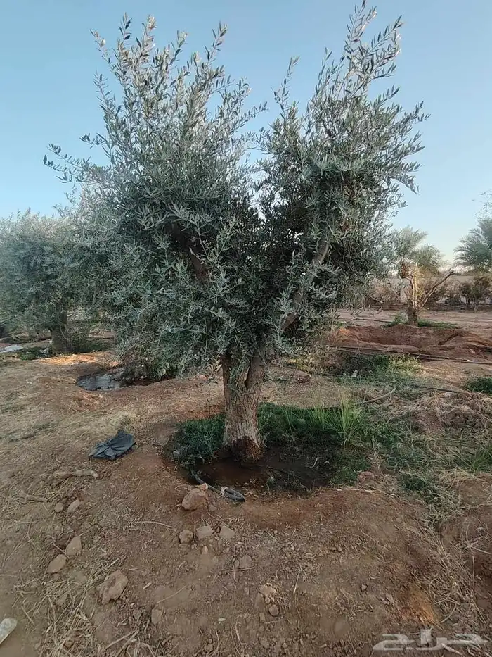 زيتون معمر لتوصل علا 2