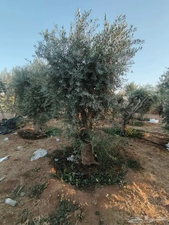 زيتون معمر لتوصل علا 4