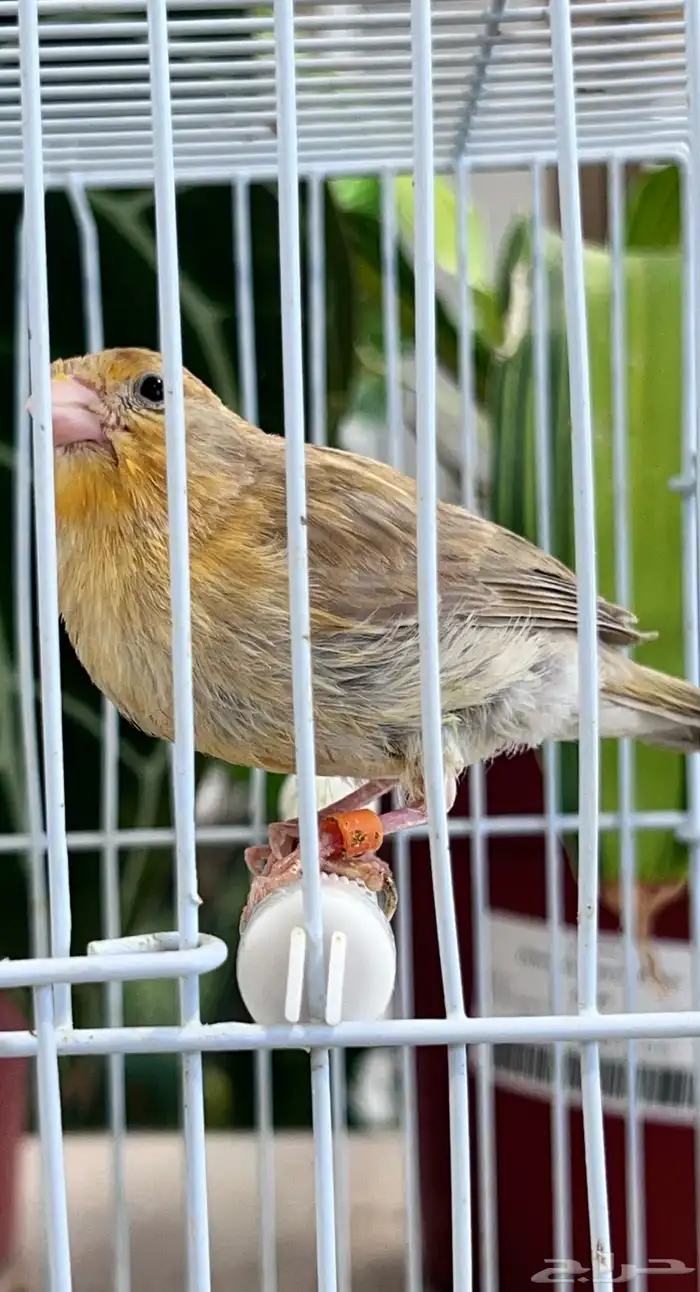 4 فروخ كناري ( تم البيع ) 15