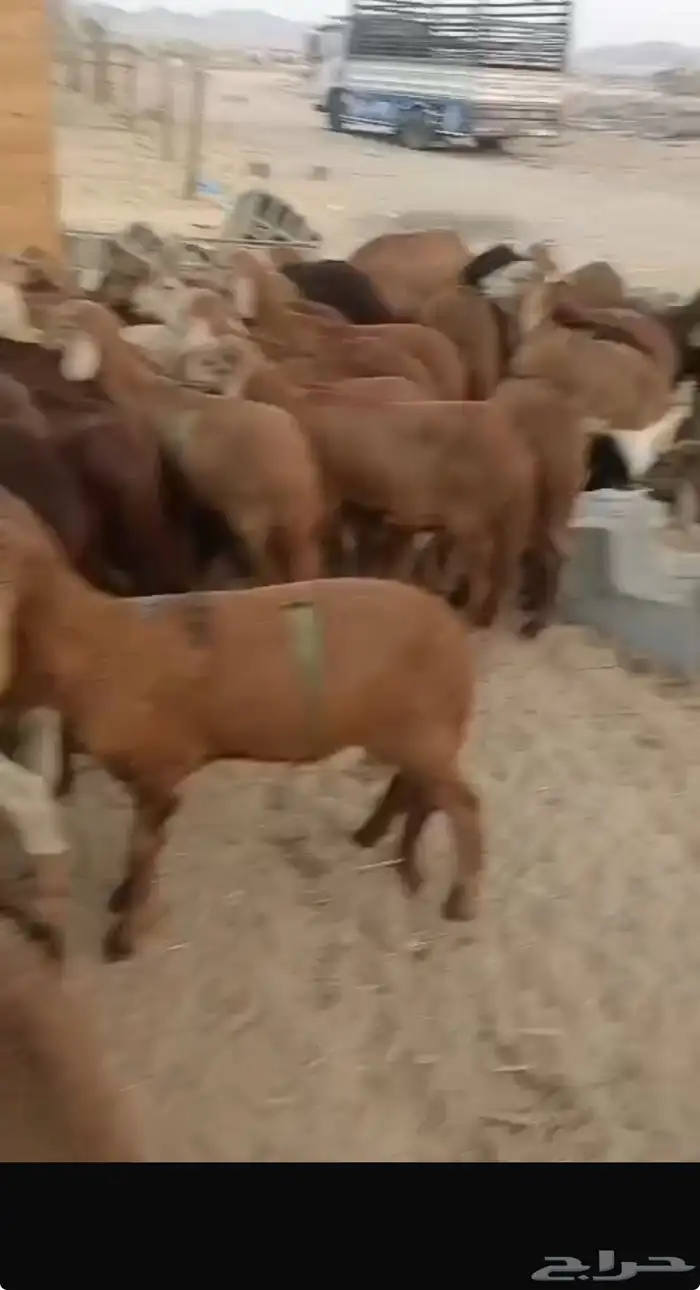 للبيع طليان سواكن حمريه 2