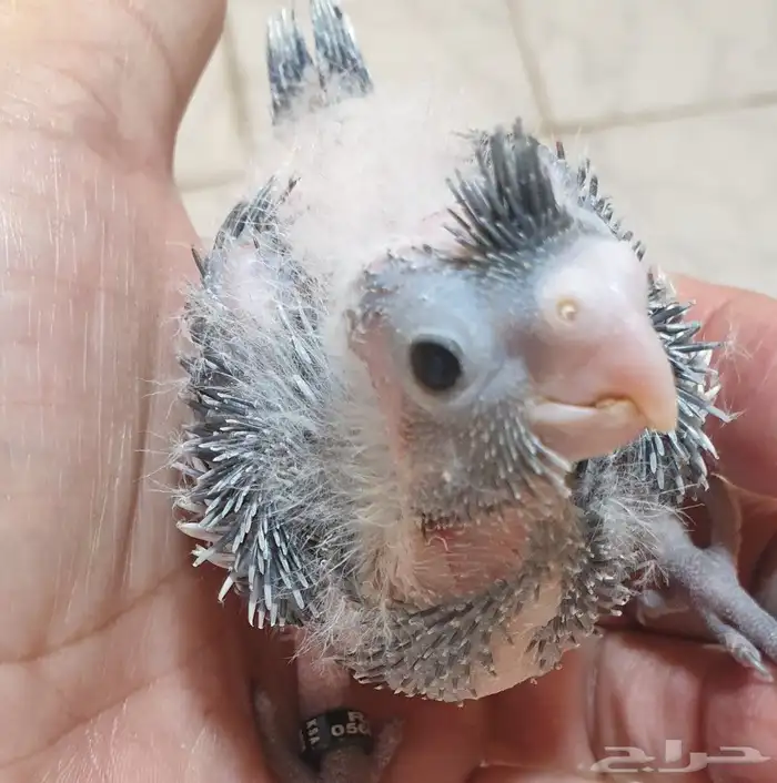 فرخ كروان محجل للبيع مع مرفقاته 4