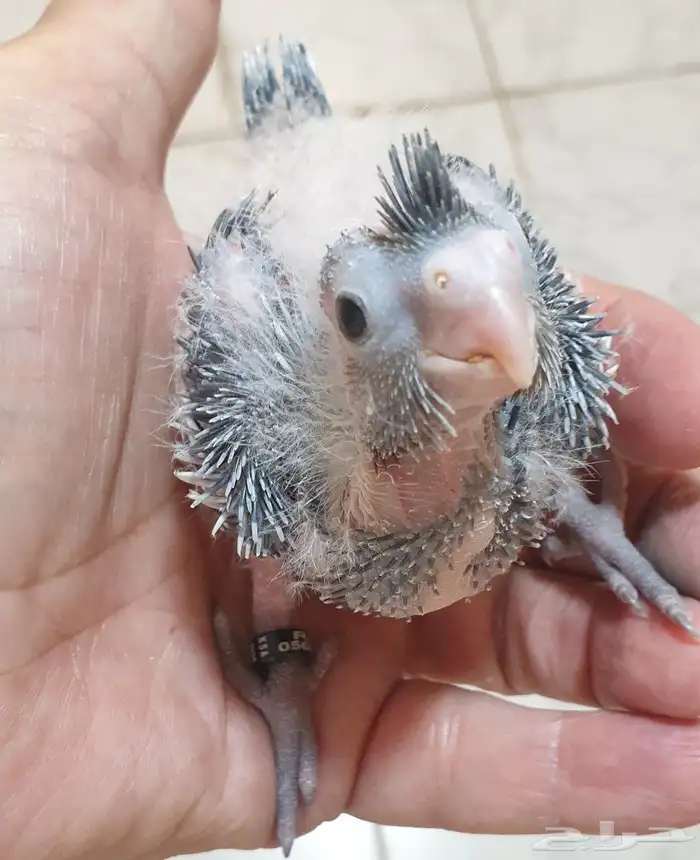 فرخ كروان محجل للبيع مع مرفقاته 8