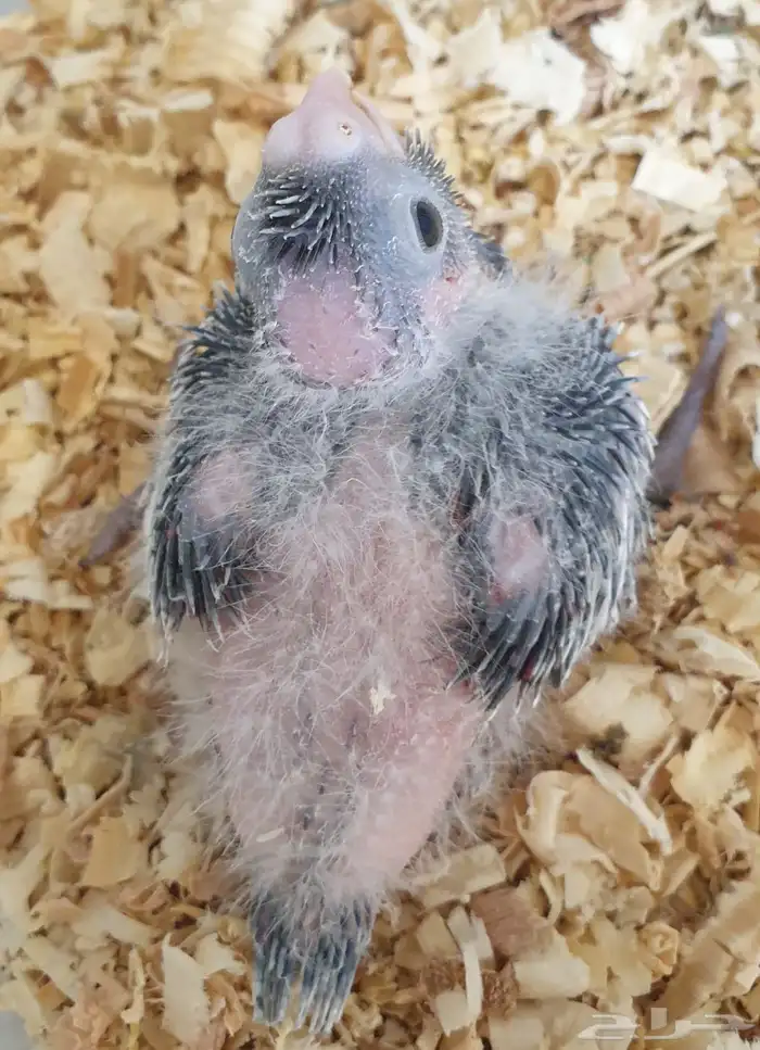 فرخ كروان محجل للبيع مع مرفقاته 7