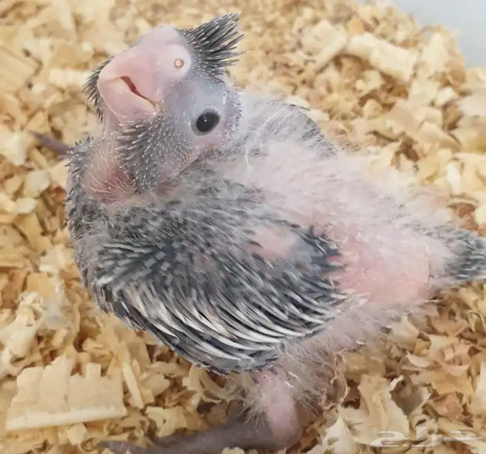 فرخ كروان محجل للبيع مع مرفقاته 6