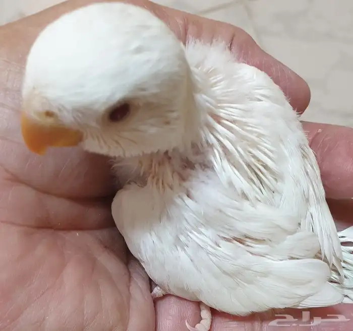 فروخ روز محجله للبيع مع مرفقات 0