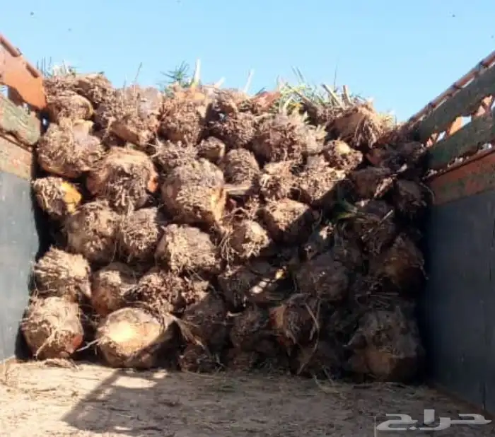 نقوم بقلع وغرس جميع انواع النخيل 0