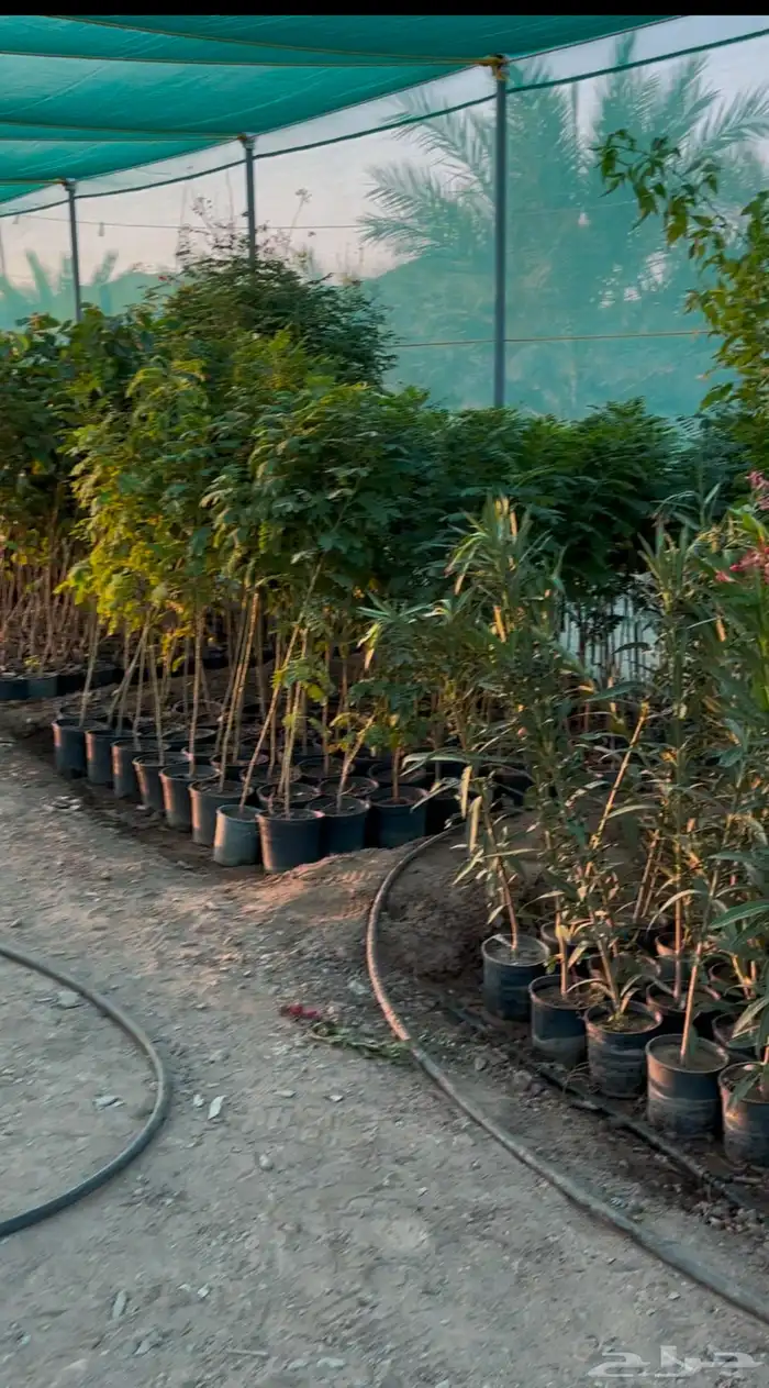 شتلات اكاسيا جلوكا 1