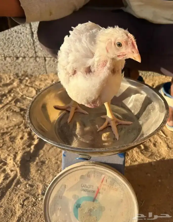 صوص دجاج لاحم 2