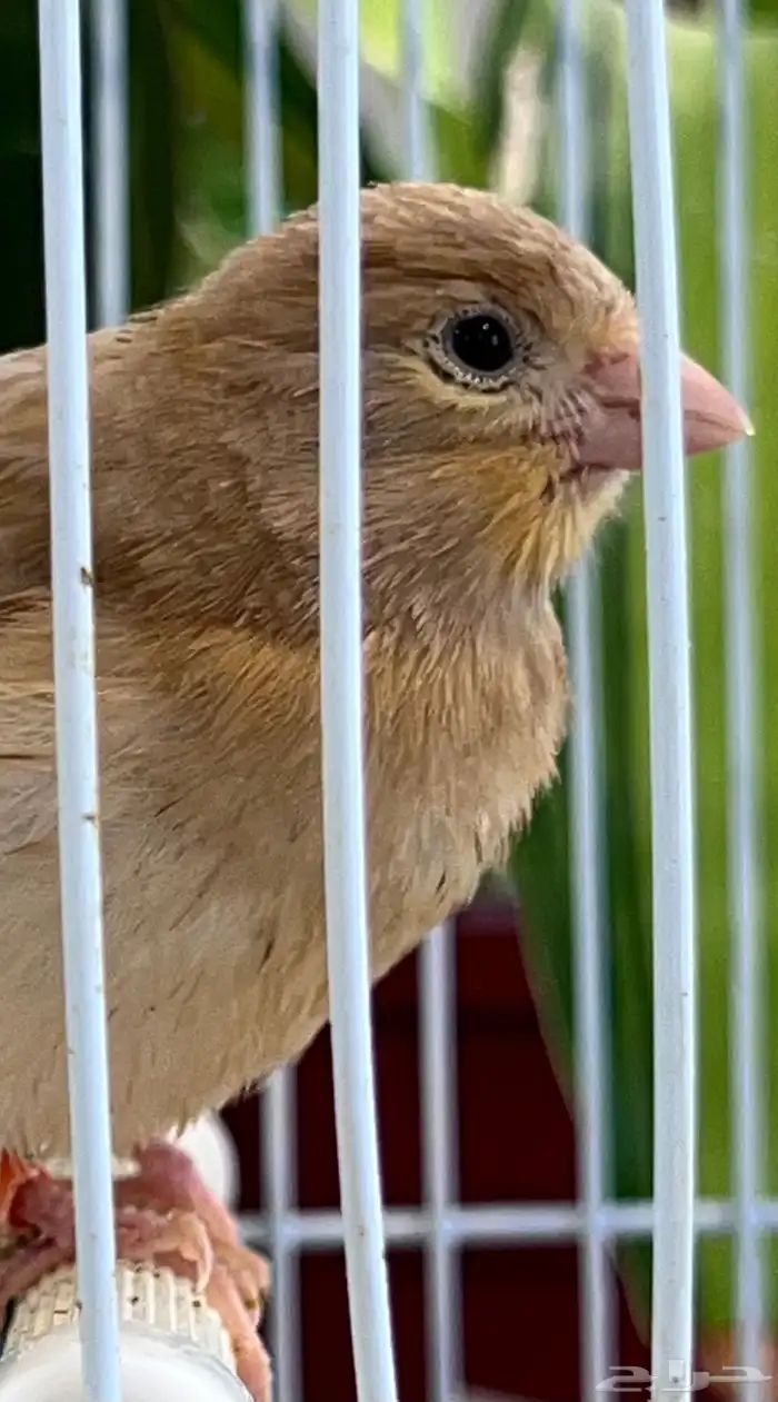 4 فروخ كناري ( تم البيع ) 3