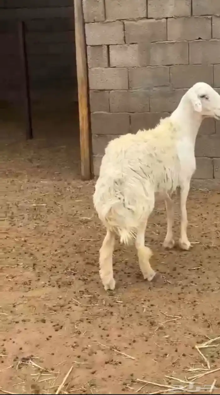 فحل حري من مراح الفضل 2