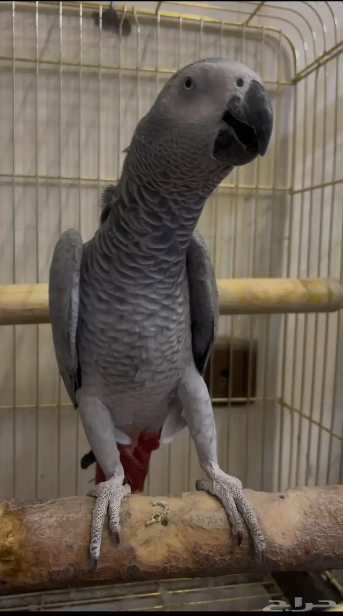 للبيع انثى كاسكو جاهزه 7