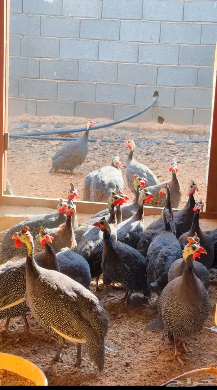 دجاج فرعوني حبشي 3