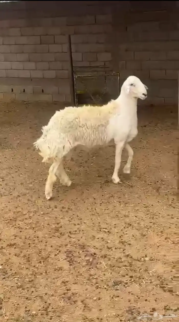 فحل حري من مراح الفضل 0