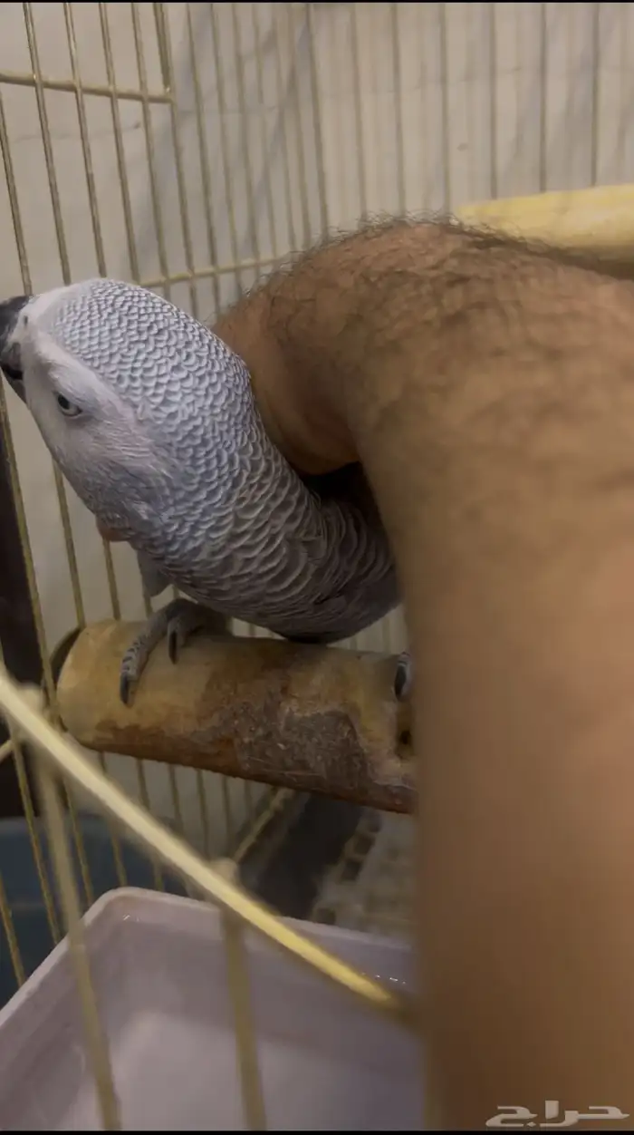 للبيع انثى كاسكو جاهزه 1