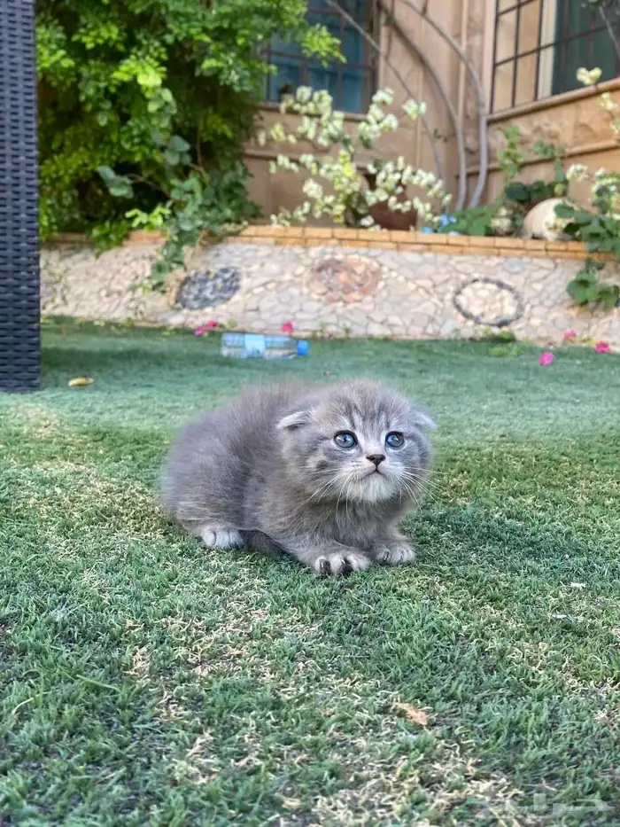 سكوتش فولد بيور مطعمين للبيع ولايوجد تبني 38