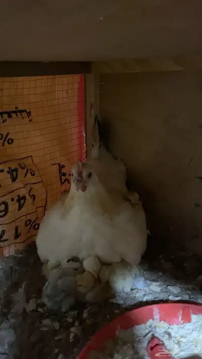 دجاج للبيع 0