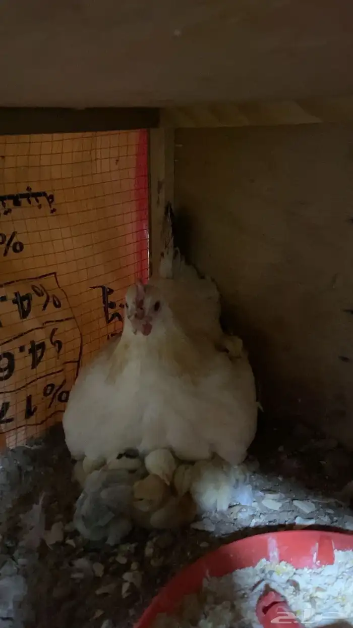 دجاج للبيع 0