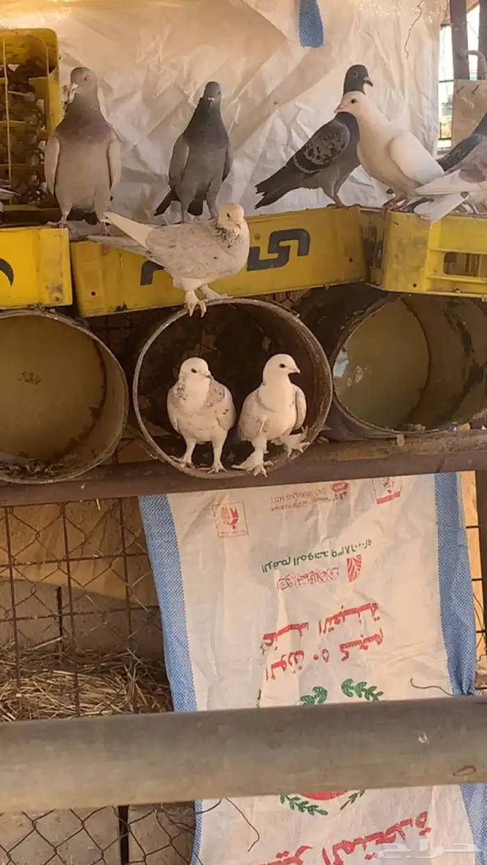 حمام حب رمان وسلفر وبلدي 0