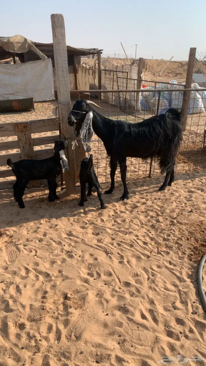 عنز معها اثنين 3