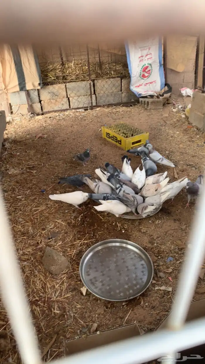 حمام حب رمان وسلفر وبلدي 2