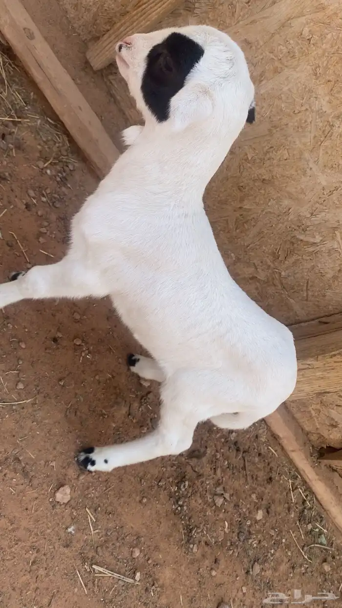 طلي دغور اللبيع 3