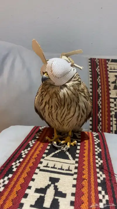 باشق وحش للبيع index