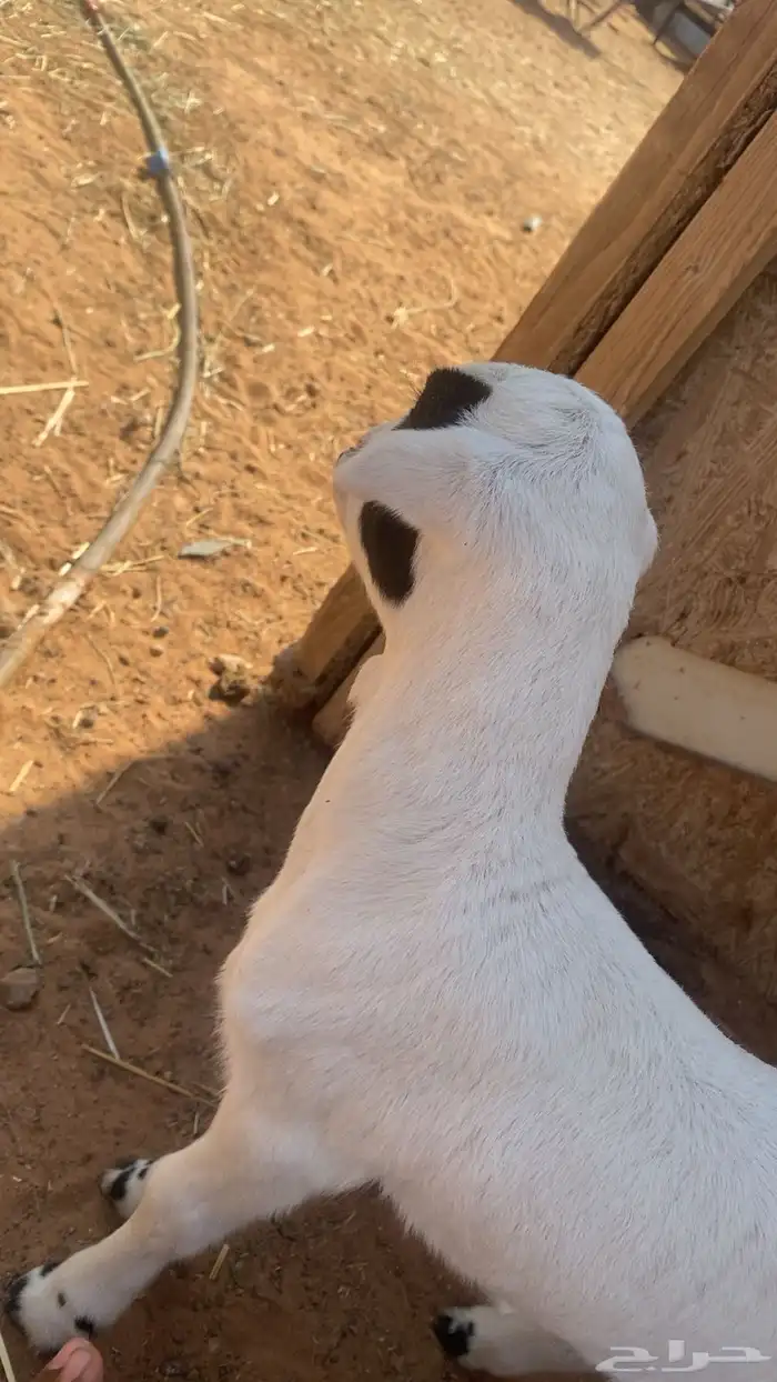 طلي دغور اللبيع 0