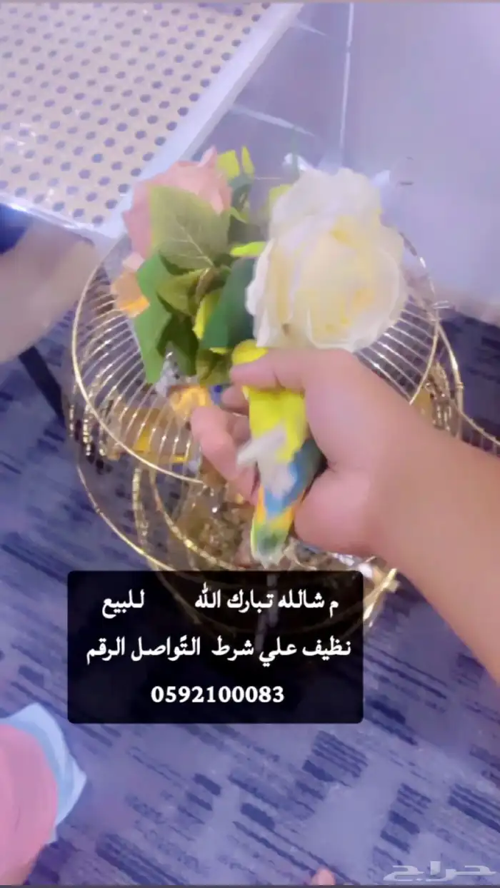 روز نص وليف نظيف علي شرط 0