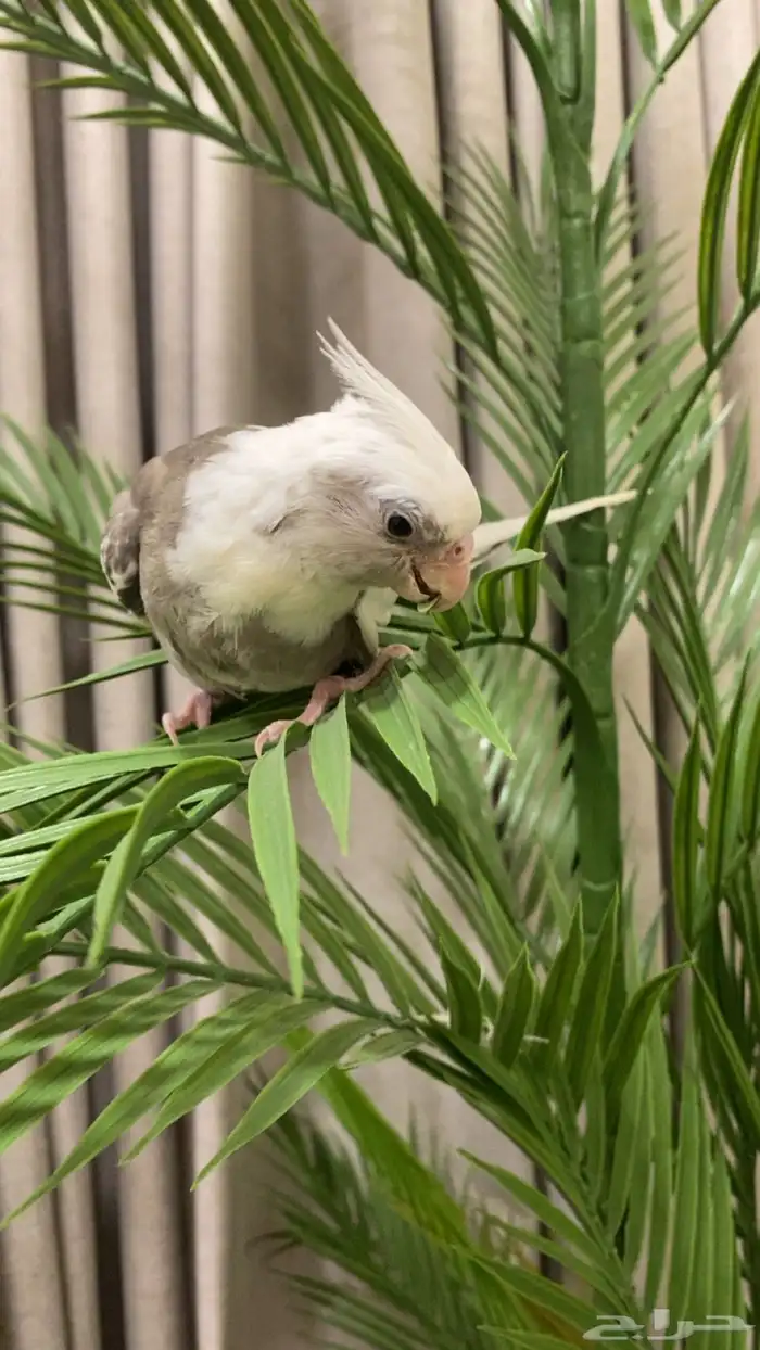 كروان للبيع 2