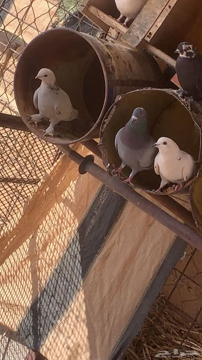 حمام حب رمان وسلفر وبلدي 1