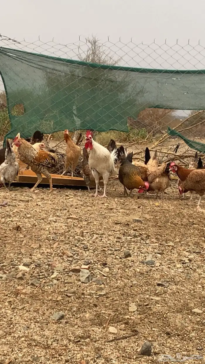 دجاج بياض 12