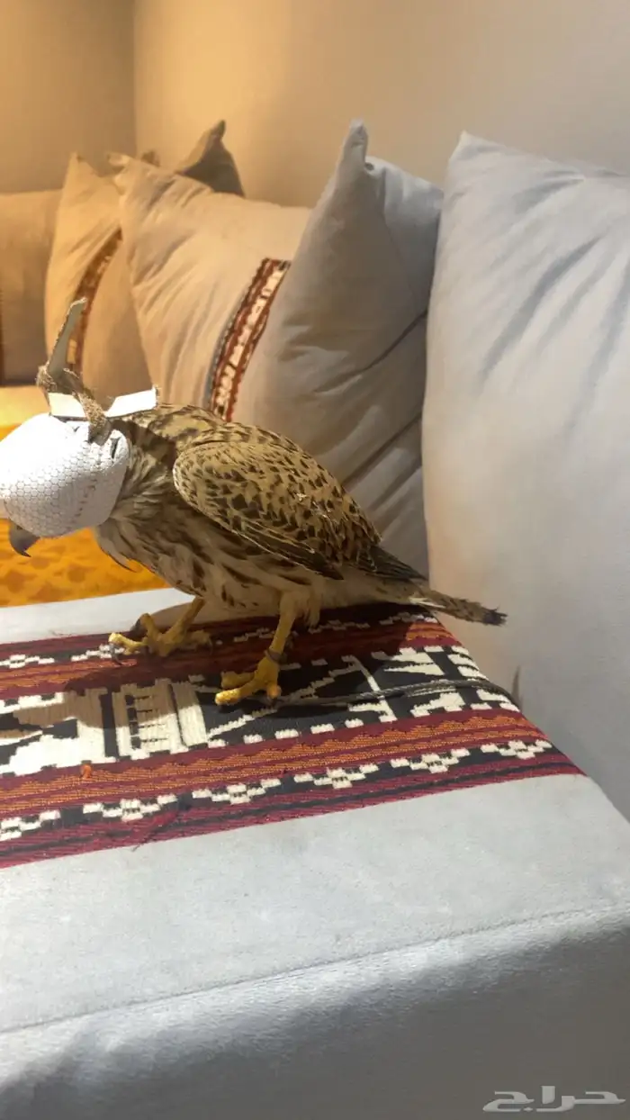 باشق وحش للبيع 3