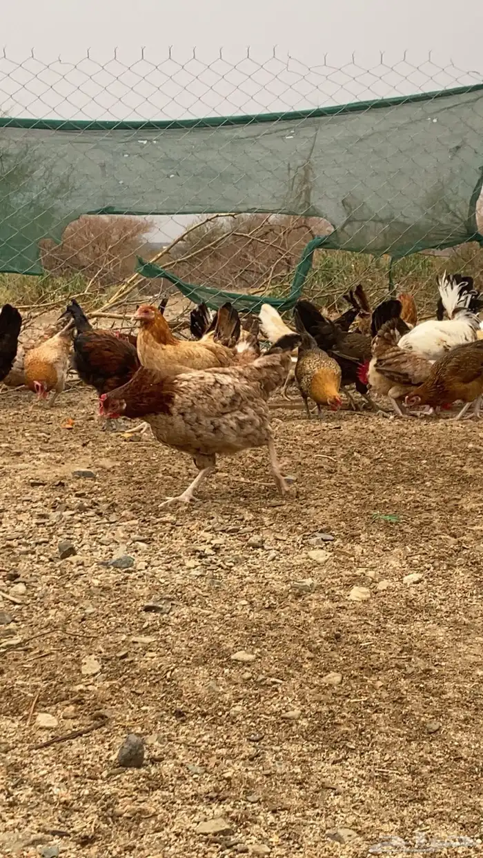 دجاج بياض 11