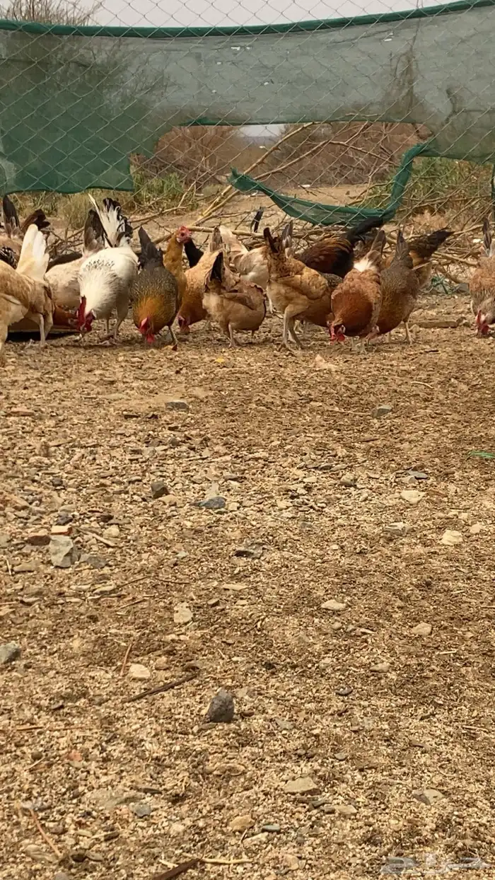 دجاج بياض 13