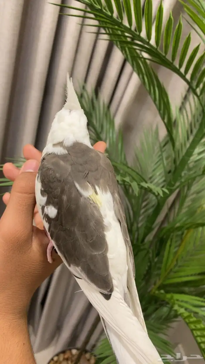 كروان للبيع 1