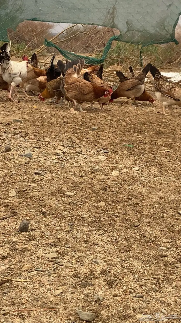 دجاج بياض 15