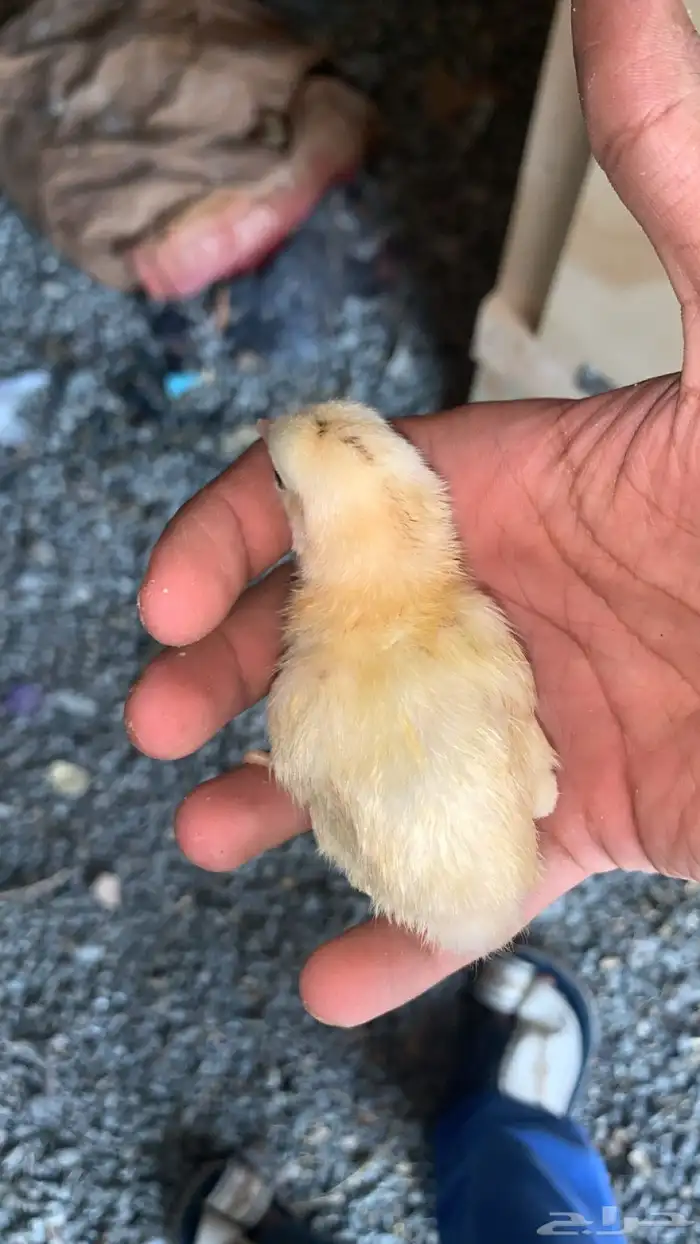 صيصان بلدي 0