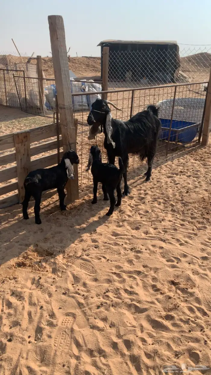 عنز معها اثنين 0