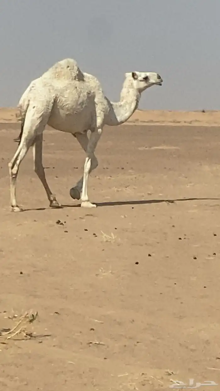 لقيه مغتر تجذع ذا السنه 0