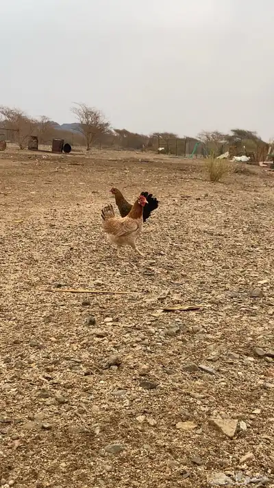 دجاج بياض index