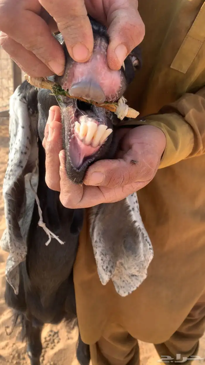 عنز معها اثنين 1