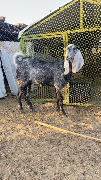 جفرة طيبه للبيع index