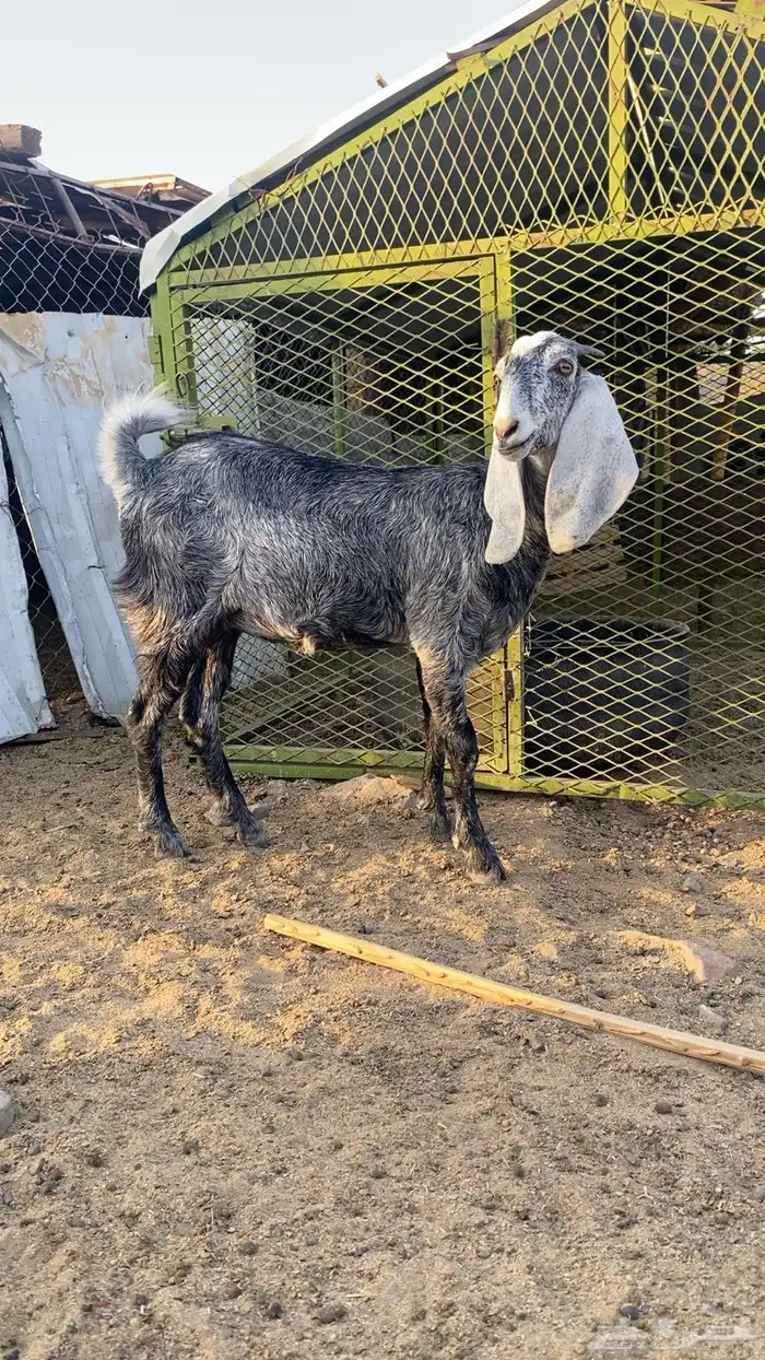 جفرة طيبه للبيع 1